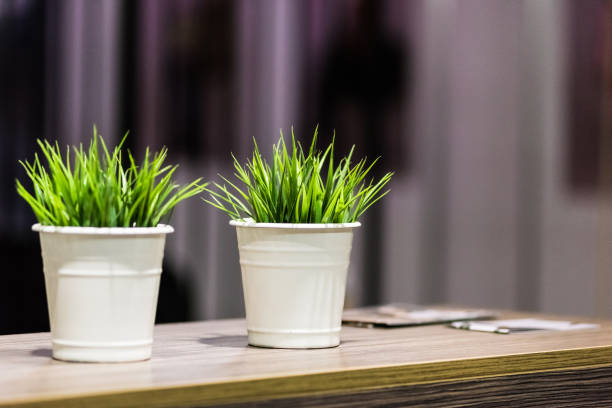 decorative beautiful green grass in the metal bucket under the light standing on the wooden table - bentham imagens e fotografias de stock