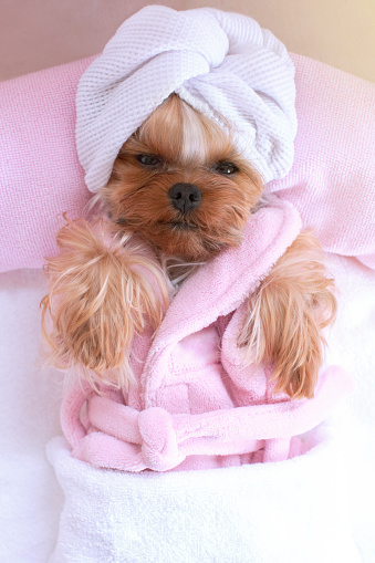 Yorkshire terrier lying down relaxing at the pet grooming salon spa wearing a robe and towel on head wrap
