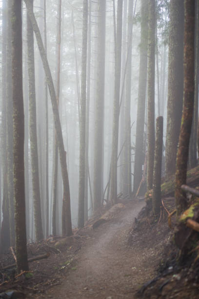 istock Hiking Trail in the Fog 674799850