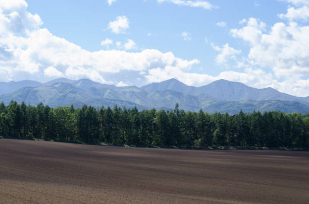 Landscape of the field