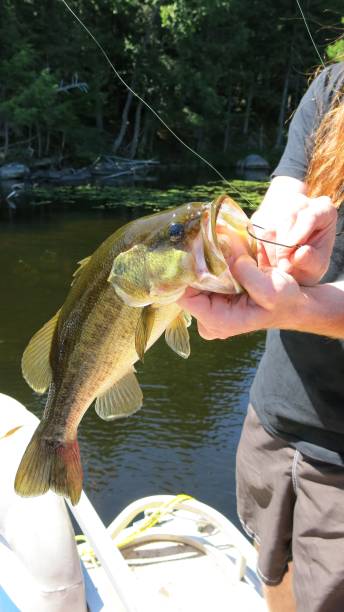 istock Person Removing Largemouth Bass Fish Hooked In Mouth 674811702