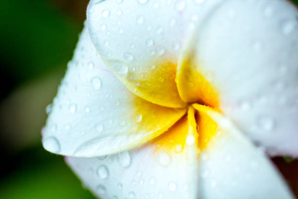 A plumeria tropical flower with raindrops.