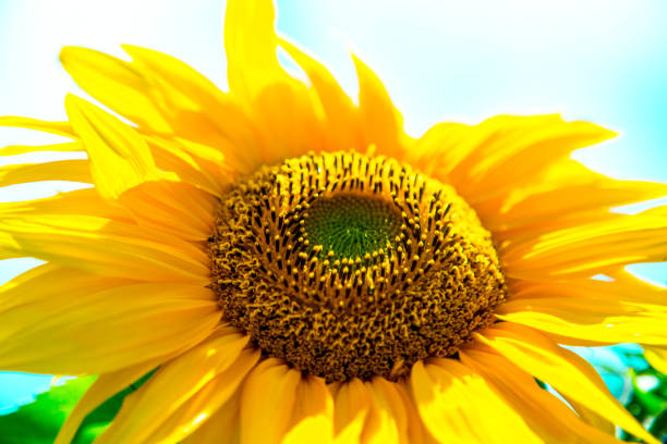 istock Sunflower in the Sun 674817170