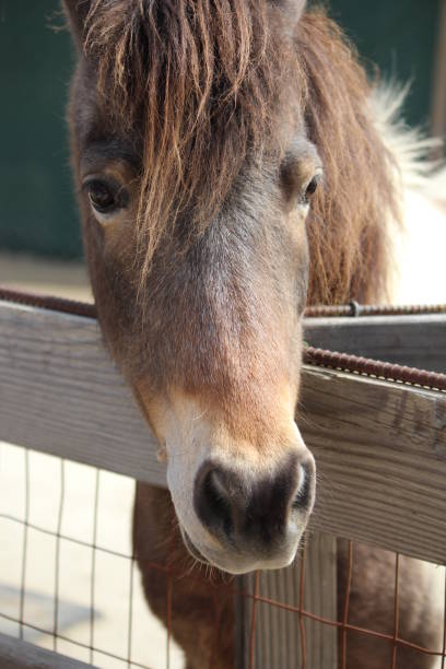 istock Horse behind a Fence 674818562
