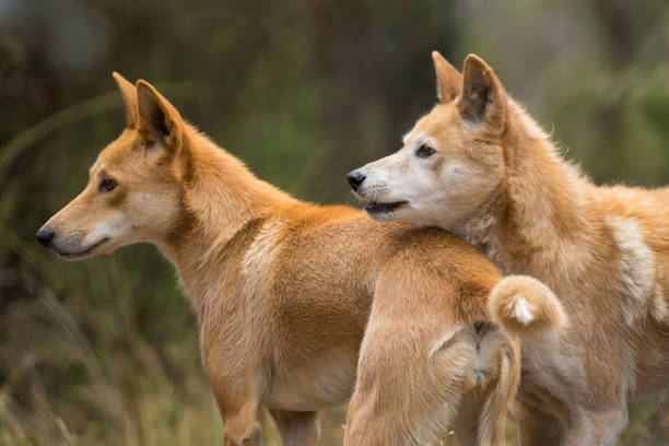 istock Two Australian Dingo Dogs look alert 674821824