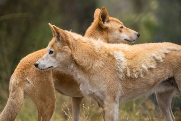 istock Two Australian Orange Dingo Dogs face opposite directions 674824056