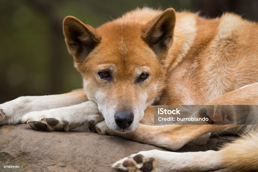Australian Dingo Dog Rests On Sandstone Stock Photo - Download Image Now -  Animal, Animal Body Part, Animal Hair - iStock