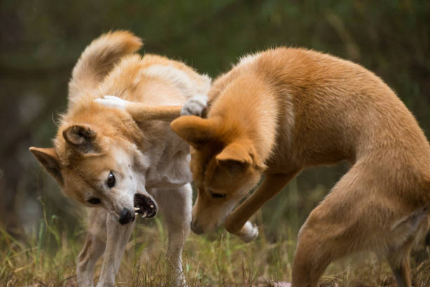istock Two Australian Dingo Dogs Play fight with agrressive jaws open 674824490