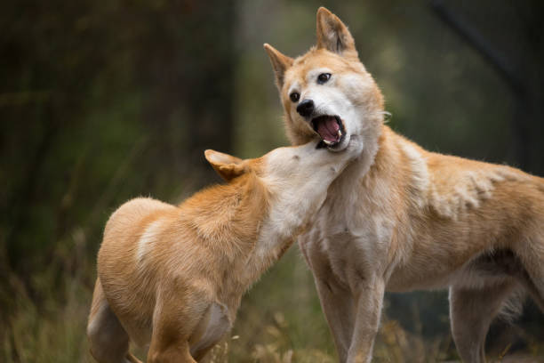 istock Two Australian Dingo Dogs play for dominance 674824512