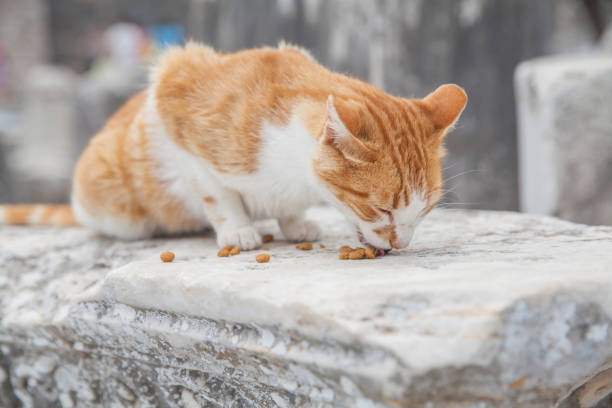 Wild cat at Ephesus Ancient City in Turkey