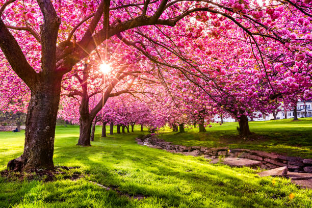 kersenboom bloesem - lente natuur stockfoto's en -beelden