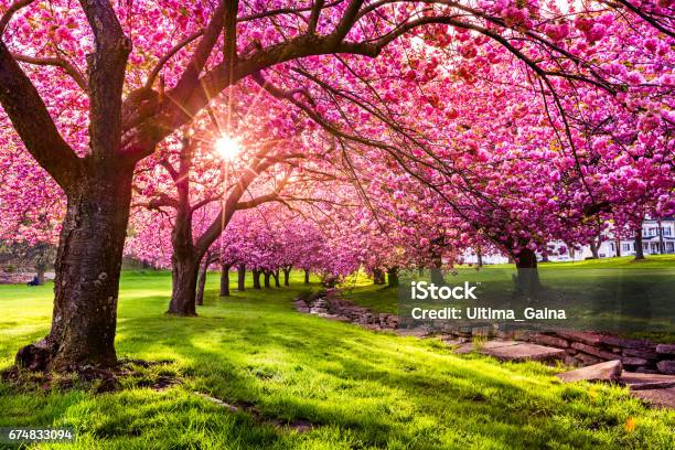 Cherry Tree Blossom Stock Photo - Download Image Now - Springtime, Flower, Landscape - Scenery