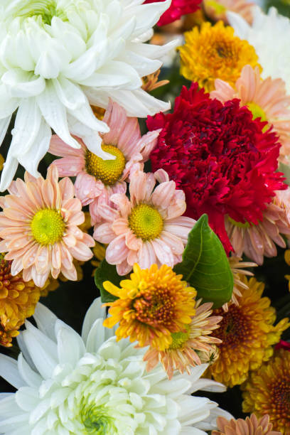 istock Abstract background of flowers. Close-up. 674838832