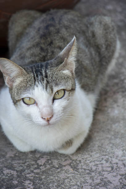 istock Thailand big cat fur is pretty cute. 674839606