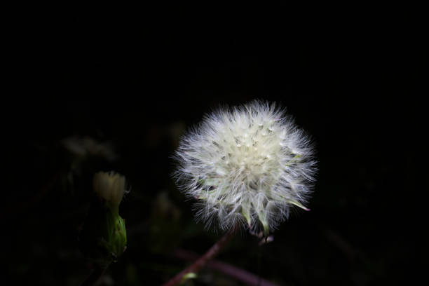 Tokyo, Japan-April 28, 2017: parachute ball of dandelion soon after sunset