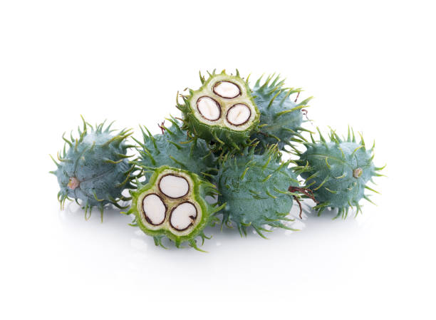 istock Castor oil plant on white background 674842448
