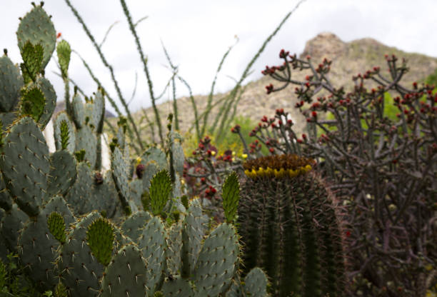 Assortment of cactus in natural display with Catalina Mountains behind.  Location is Tucson, Arizona. Xeriscape landscaping  minimizes water use.