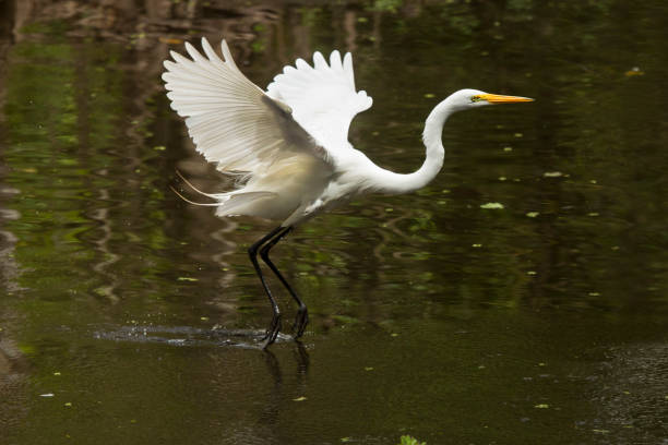 istock Great egret flying over a swamp in the Florida Everglades. 674851176