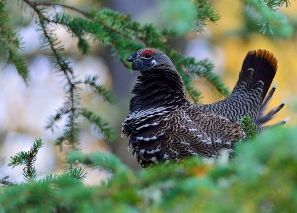 istock Male Spruce Grouse in Spruce Tree 674854170