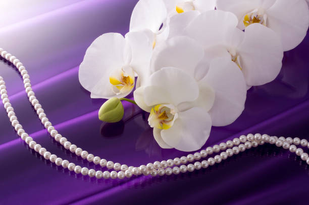 istock Butterfly Orchids and Pearls 674856908