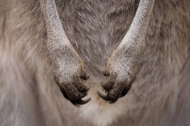 gros plan photo d’un pattes kangourous australiens - wallaroo photos et images de collection