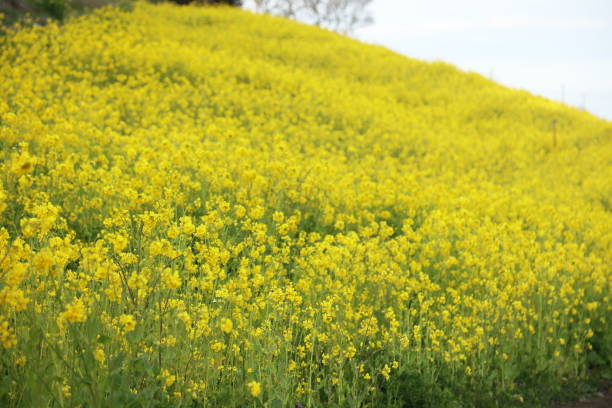 lowers of canolas lowers of canolaslowers of canolas 田畑 stock pictures, royalty-free photos & images