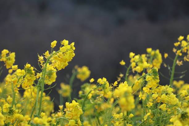 lowers of canolas lowers of canolaslowers of canolas 田畑 stock pictures, royalty-free photos & images