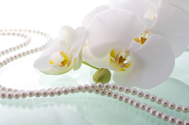 istock Butterfly Orchids and Pearls 674860290