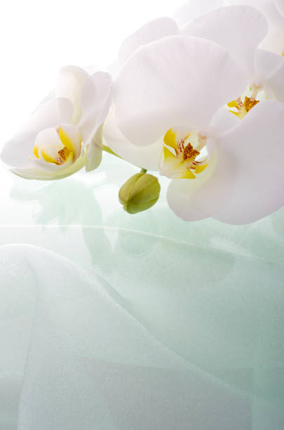 istock Butterfly orchid and emerald green organdy 674860570