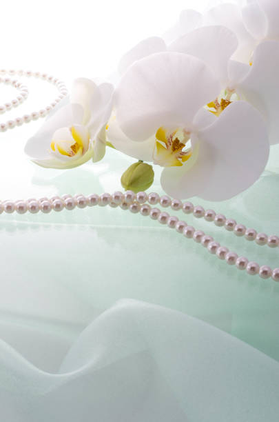 istock Butterfly Orchids and Pearls 674860748