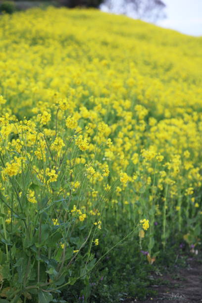 lowers of canolas lowers of canolaslowers of canolas 田畑 stock pictures, royalty-free photos & images