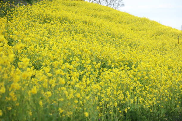 lowers of canolas lowers of canolaslowers of canolas 田畑 stock pictures, royalty-free photos & images