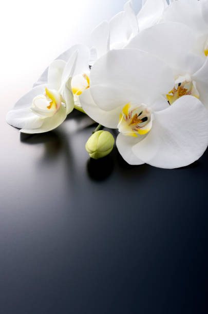 istock Black background with butterfly orchid 674864202
