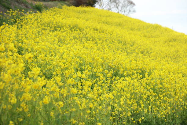 lowers of canolas lowers of canolaslowers of canolas 田畑 stock pictures, royalty-free photos & images