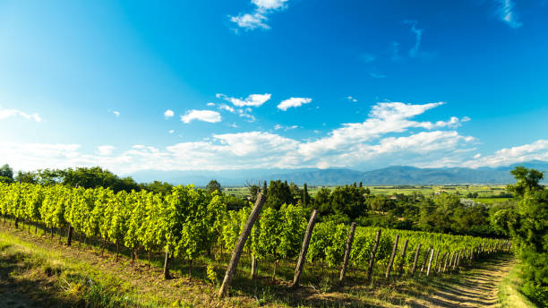 istock grapevine field in the italian countryside 674866652