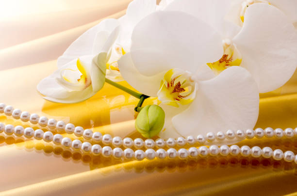 istock Butterfly Orchids and Pearls 674866744