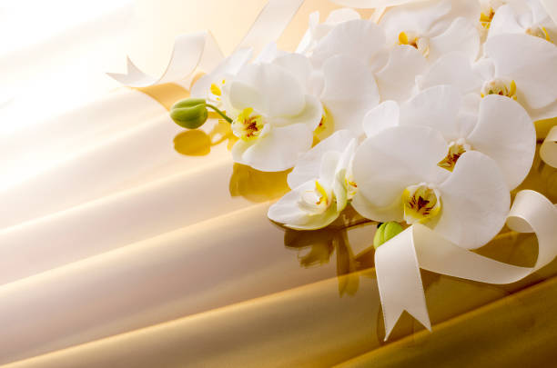 istock Butterfly orchid and golden satin drape 674866922