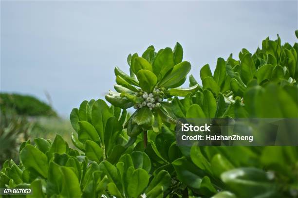 Scaevola Plumieri Plant Blossoming Stock Photo - Download Image Now - Blossom, Bush, Cross Section