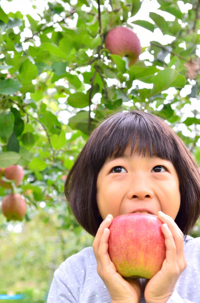 リンゴ狩りを楽しむ女の子 - apple orchard child apple fruit fotografías e imágenes de stock