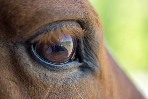 istock Bay horse eye close up 674873728