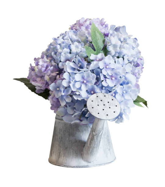 istock Fake hydrangea flowers in zinc watering can on white background with clipping path 674874446