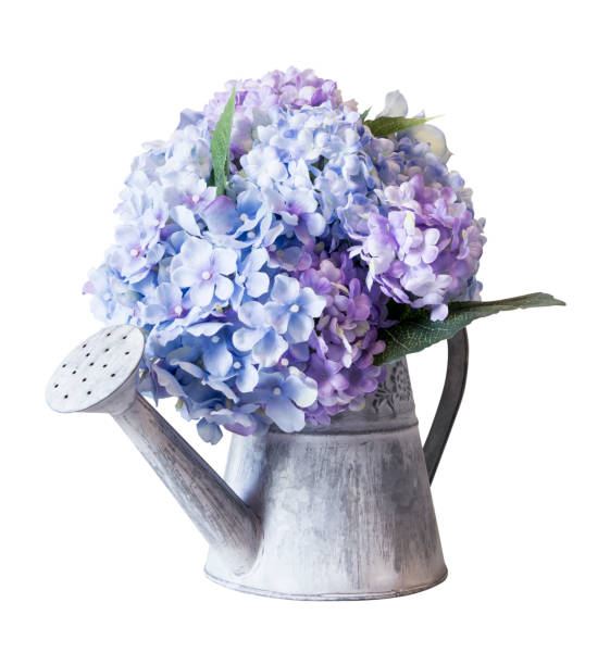 Fake hydrangea flowers in zinc watering can on white background with clipping path