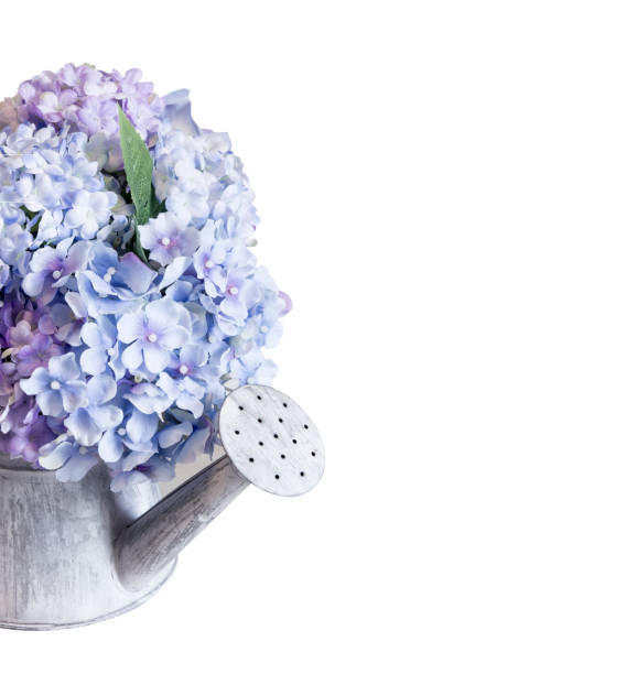 istock Fake hydrangea flowers in zinc watering can on white background with clipping path 674874594
