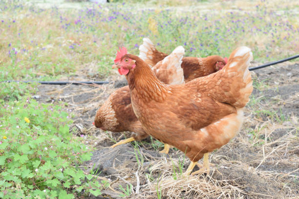 istock Young hunting chickens free in the farmyard 674874888