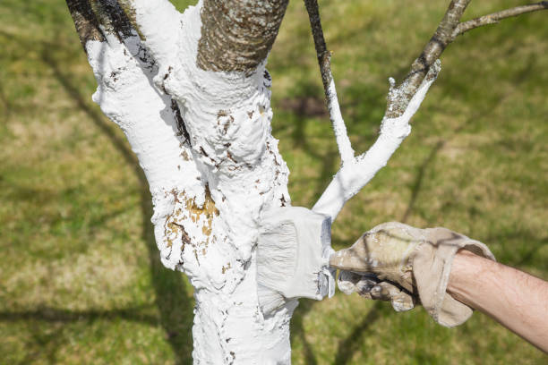 main du jardinier dans le gant de travail faisant blanchit un cerisier au printemps et en automne saisons. protection des arbres tronc du soleil et des insectes. - blanchi à la chaux photos et images de collection