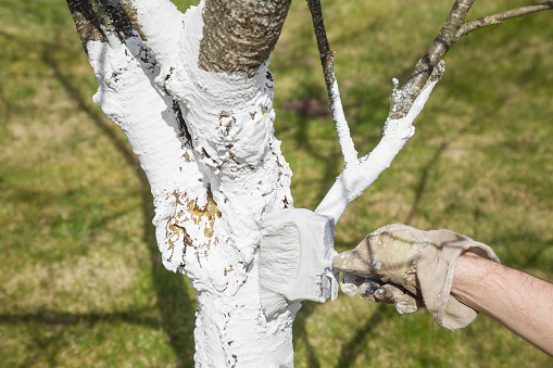 Gardener's hand in work's glove doing whitewashing a cherry tree in spring and autumn seasons. Protection of trees trunk from sun and bugs.