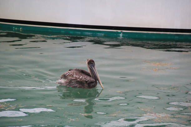 istock Pelican in the water 674885938