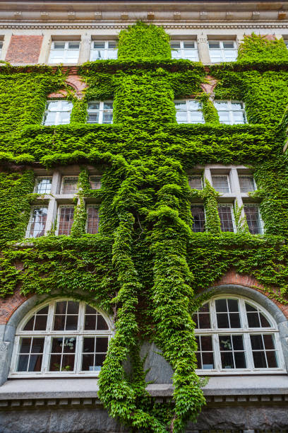 istock Old red brick building, covered with green ivy 674888418