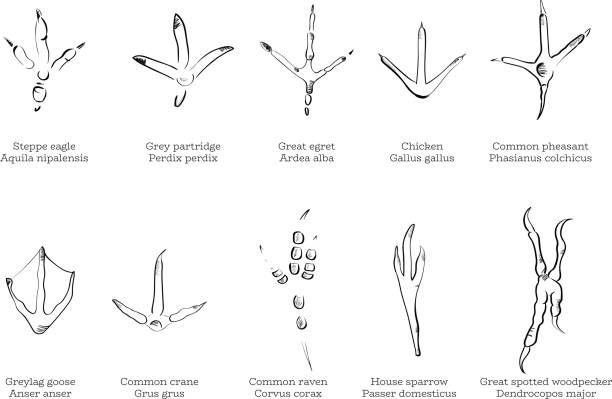 illustrazioni stock, clip art, cartoni animati e icone di tendenza di una serie di sentieri per uccelli - bird footprint