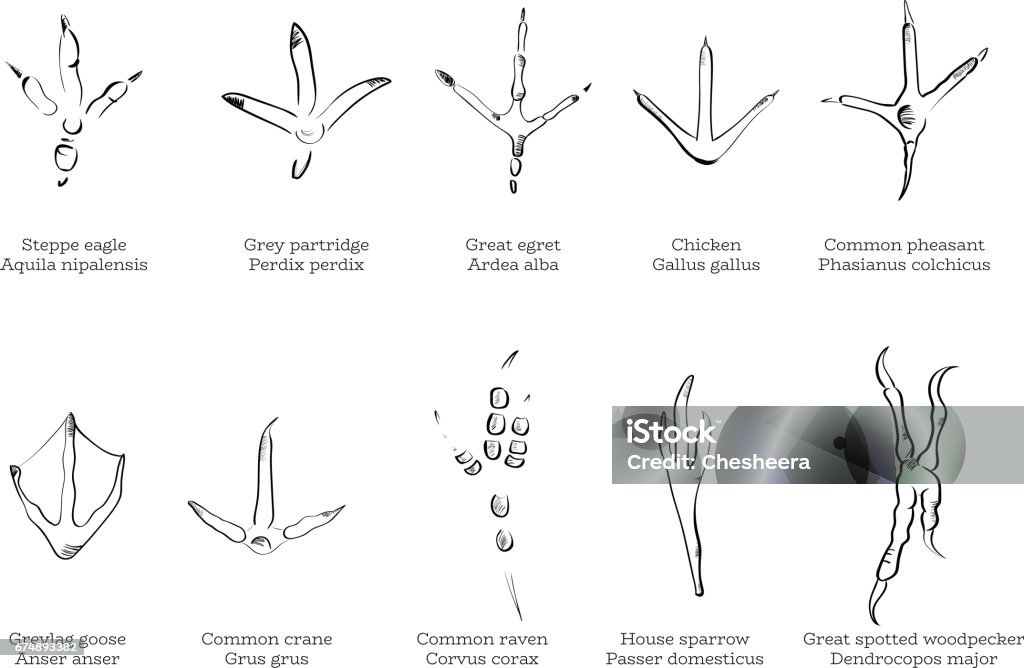 set of birds trails Hand-drawn vector set of black-white birds trails Footprint stock vector